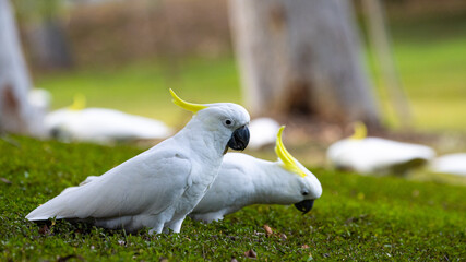 A group of adorable sulphur-crested cockatoos feeding on the grass in Norman Buchan Park, Bardon in...