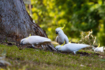 A group of adorable sulphur-crested cockatoos feeding on the grass in Norman Buchan Park, Bardon in...