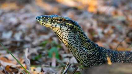 beautiful large massive monitor lizard (varanus, goanna) walks next to the wreck rock campground, Deepwater National Park, Agnes Water, Quensland, Australia