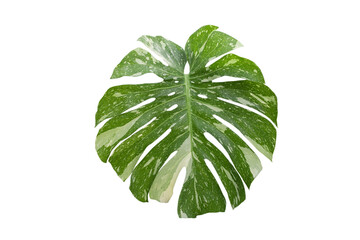 Monstera Thai Constellation  variegated leaf with isolated on transparent PNG file background	