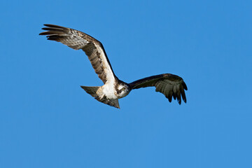 Osprey (Pandion haliaetus)