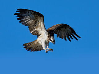 Osprey (Pandion haliaetus)