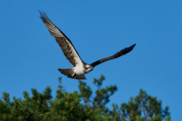 Osprey (Pandion haliaetus)
