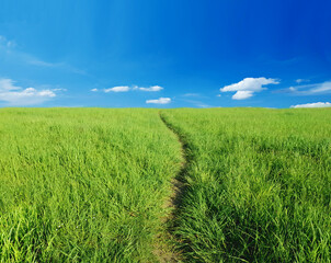 Fototapeta premium Lonely footpath through field