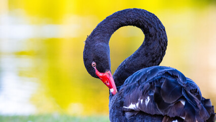 portrait of cute black swan taken at lake alford, gympie, queensland, australia; unique australian...