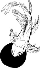 hand drawn Japanese koi illustration