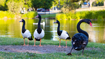 Obraz premium Beautiful unique magpie goose and black swan in park at lake alford, gympie, queensland, australia; unique australian wildlife 