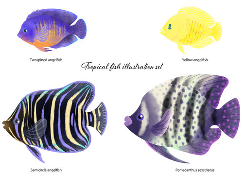 熱帯魚のイラスト素材セット／Tropical fish illustration material set