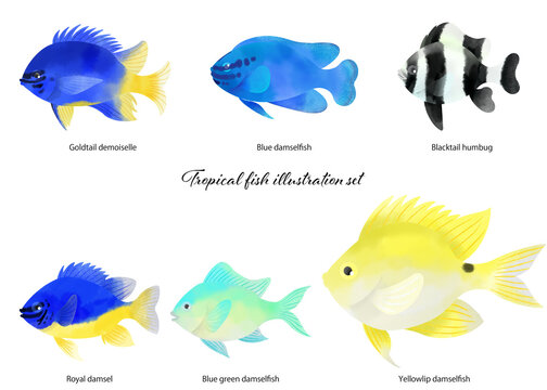 熱帯魚のイラスト素材セット／Tropical fish illustration material set