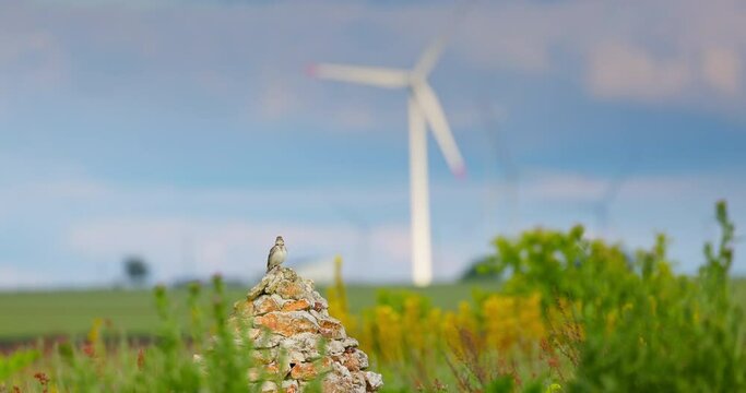 Thick-billed Lark Ramphocoris clotbey or european calandra lark Melanocorypha calandra on a stone in blooming spring field in Bulgaria. Wildlife bird photography, 4k video