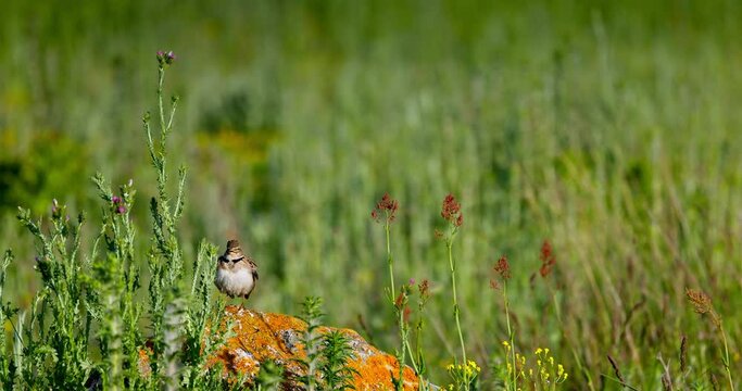 European calandra lark songbird on a blooming tree branch during a springtime in Bulgaria. Wildlife bird photography, 4k video