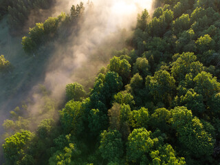Enchanting Sunrise Mist Over Majestic Forest in Northern Europe