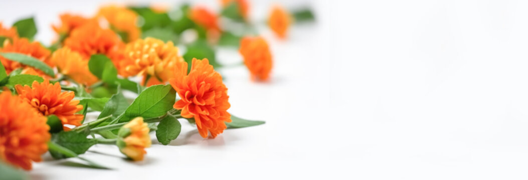 Festive composition for the National Day of India, Independence Day, orange marigold flowers, white background Generative AI