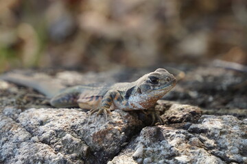 lizard on the rock
