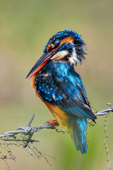 Common kingfisher on the Wire
