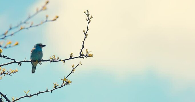 European roller blue bird, coracias garrulus on a blooming tree brach during a spring season in Bulgaria. Wildlife animal habitat, 4k video