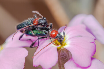 Couple of Certallum ebulinum beetles mating on the top of a purple flower a sunny day