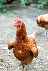 A red laying hen lives on an organic farm. Raising poultry for meat and eggs
