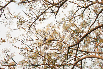 Branches and trees on sky background.