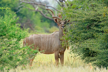 Male kudu antelope (Tragelaphus strepsiceros) in natural habitat, South Africa.
