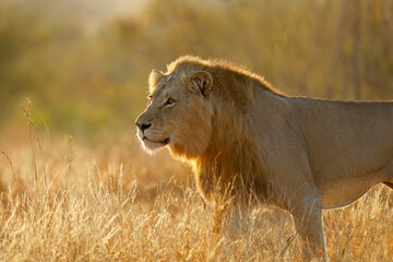 Big male African lion (Panthera leo) at sunrise, Kruger National Park, South Africa.