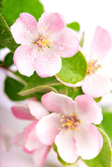 Fototapeta na wymiar Pink apple tree flowers blossoms with green leafs on white background