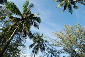 Obraz na płótnie Canvas palm tree and blue sky