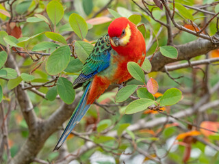 Male Western Rosella