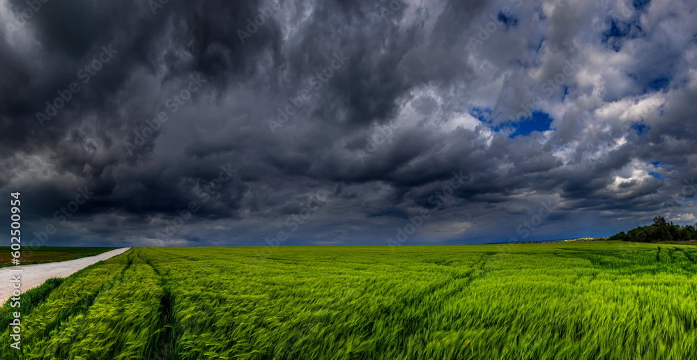 Canvas Prints Green wheat field with stormy clouds background