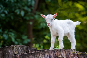 Obraz premium White baby goat standing on tree stump