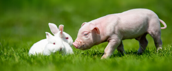 Newborn piglet and white rabbit on green grass on a farm