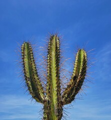 O mandacaru do sertão 