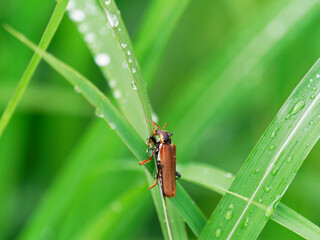 雨に濡れるジョウカイボン