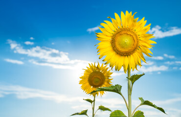 Obraz premium sunflower on blue sky background