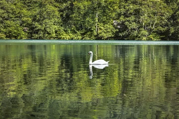 Vlies Fototapete Reflection white swan on a mountain lake surrounded by trees with green foliage. sunlight reflected in the water