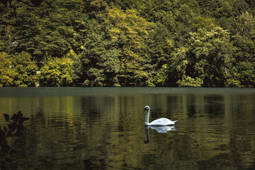 white swan on a mountain lake surrounded by trees with green foliage. sunlight reflected in the water