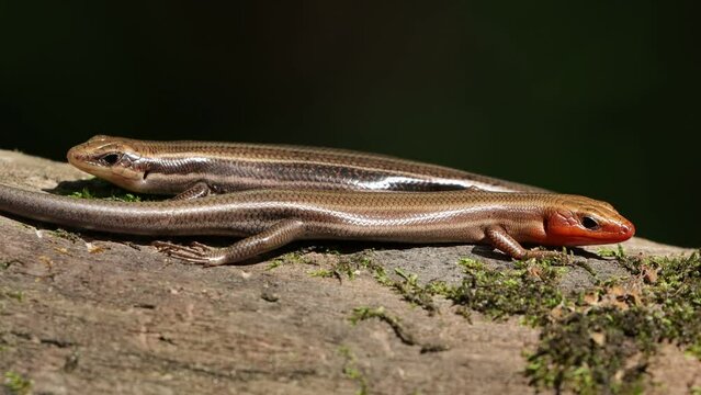 「Plestiodon」の写真素材 183件の無料イラスト画像 Adobe Stock
