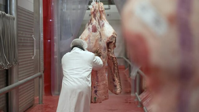 Butchery employee pushes beef carcasses along rails in refrigerated area of a large meat processing plant.