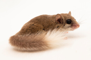 The woodland dormouse (Graphiurus murinus) African pygmy dormouse isolated on white background