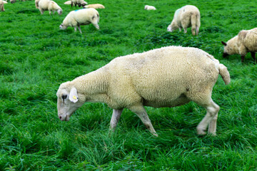 Obraz na płótnie Canvas Sheeps on a grass field