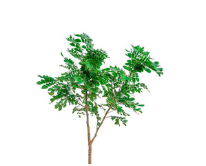 Natural green tree isolated on transparent background with selective focus