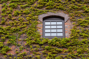 Fototapeta na wymiar ツタが絡むレンガ壁と窓 / Brick wall and window with ivy entwined