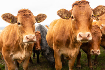 Close up of a herd of young, very curious female cows or heifers, facing forward and looking at camera. Eastt Yorkshire, UK.  Horizontal  Copy space. - obrazy, fototapety, plakaty