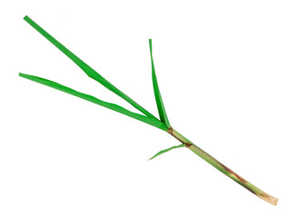 Sugarcane stem isolated on transparent background