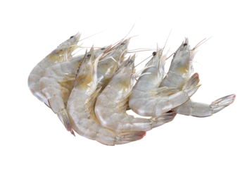 Fresh  shrimp on   transparent png