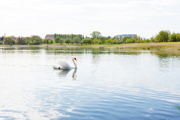Graceful swan swims in a peaceful lake at park on spring day, its white feathers and blue reflections sparkling in the spring sunshine, creating a romantic reflection.