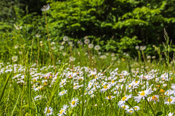 Daisy flowers on a summer meadow by the forest edge