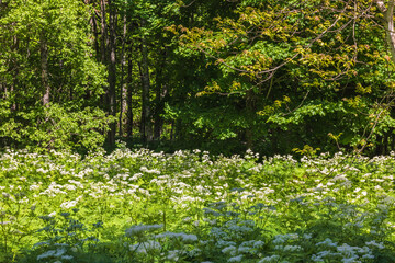 Flowering meadow by the forest