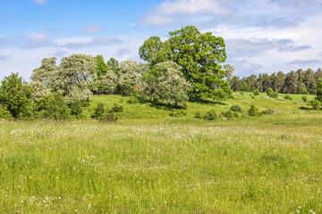 Flowering meadow in a rural landscape in summer
