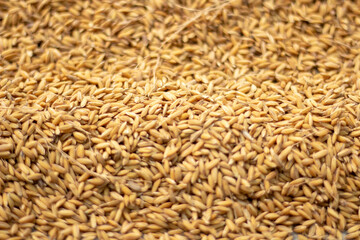 there are many ripe paddy